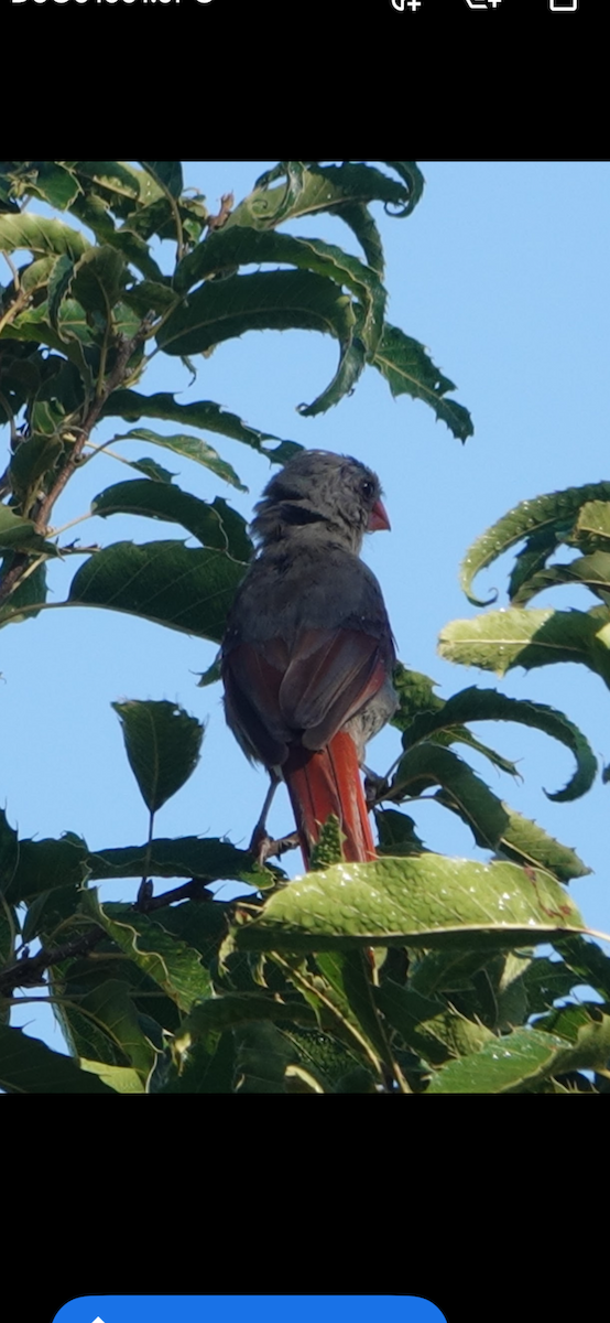 Northern Cardinal - ML645910893