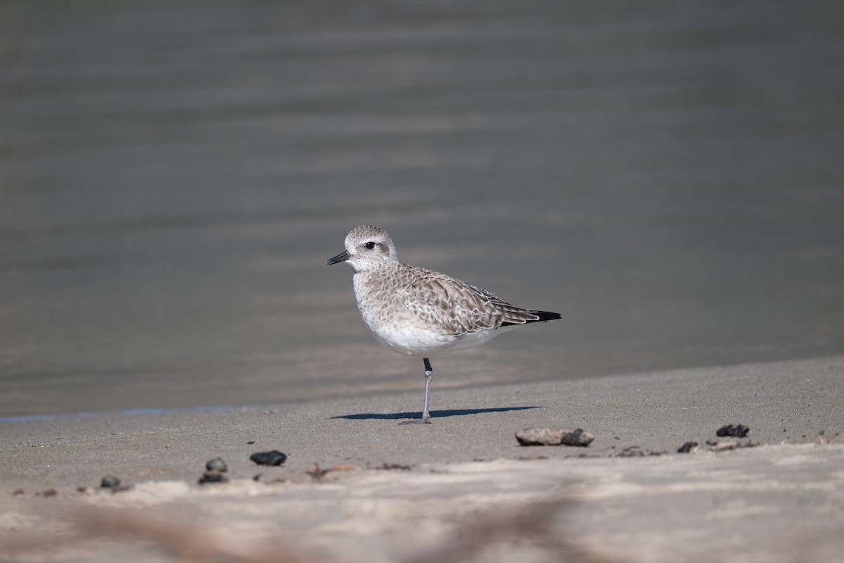 Black-bellied Plover - ML645910901