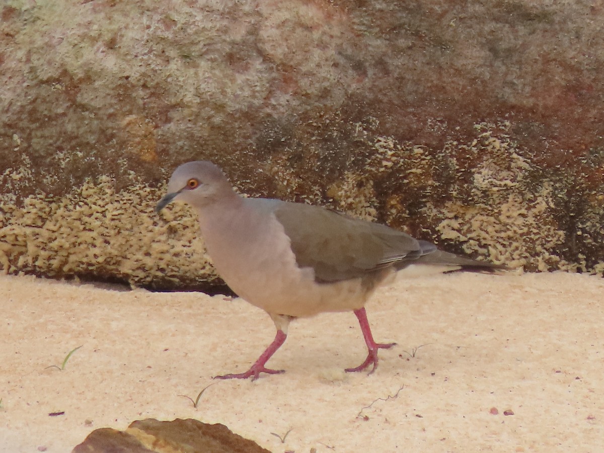 White-tipped Dove - ML645910907