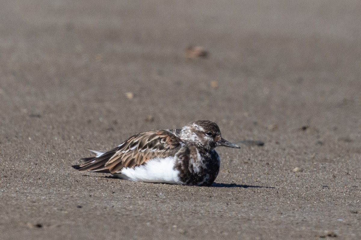 Ruddy Turnstone - ML645910911