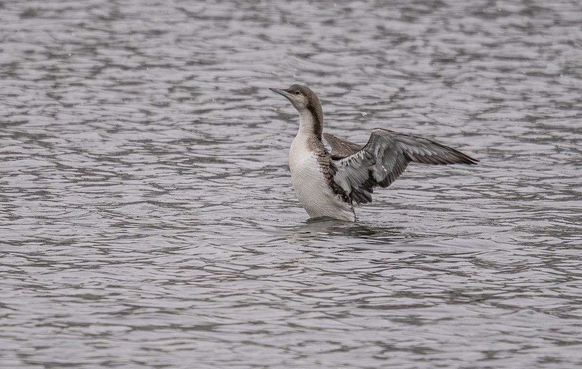 Arctic Loon - ML645910913