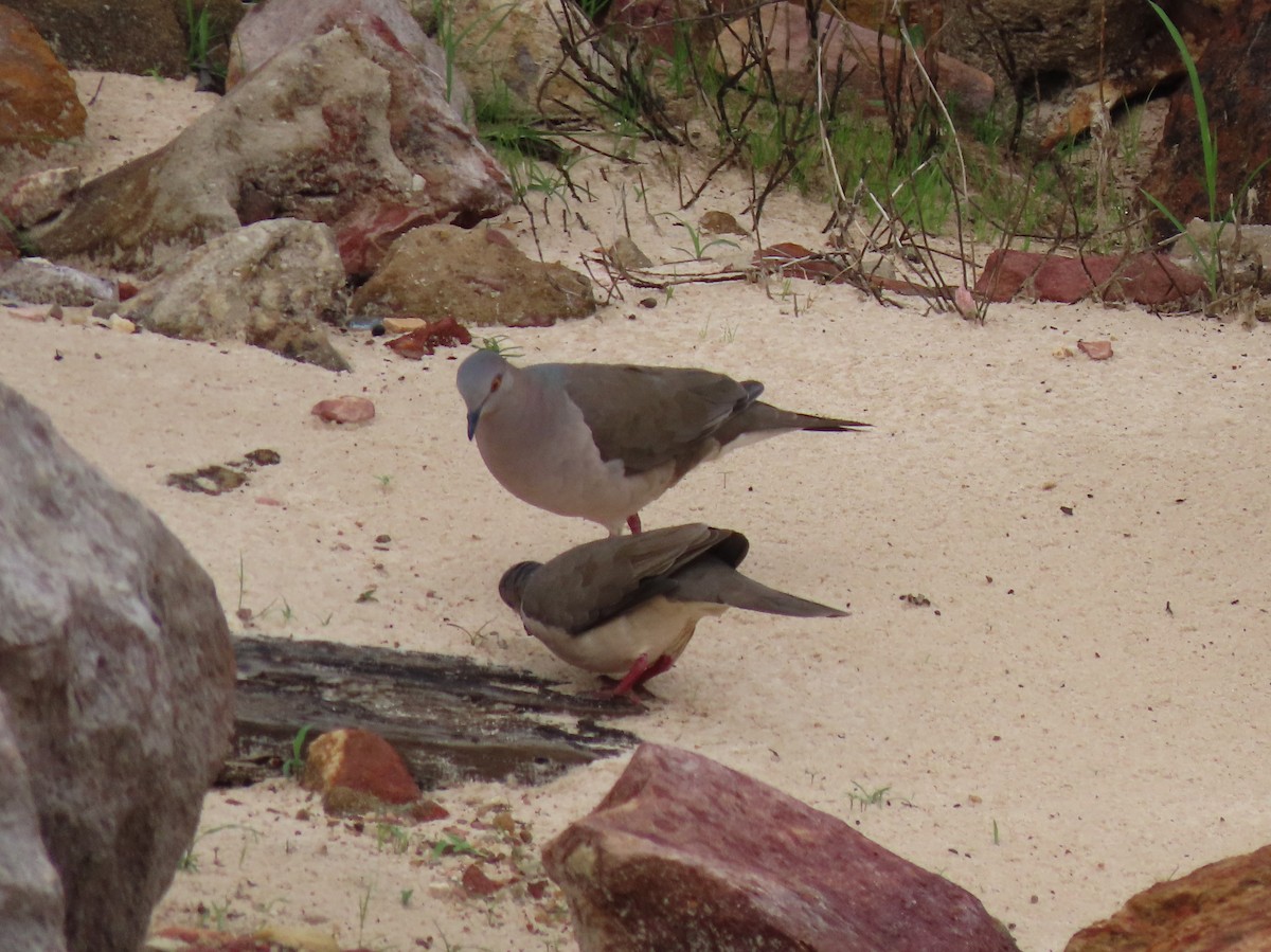 White-tipped Dove - ML645910914