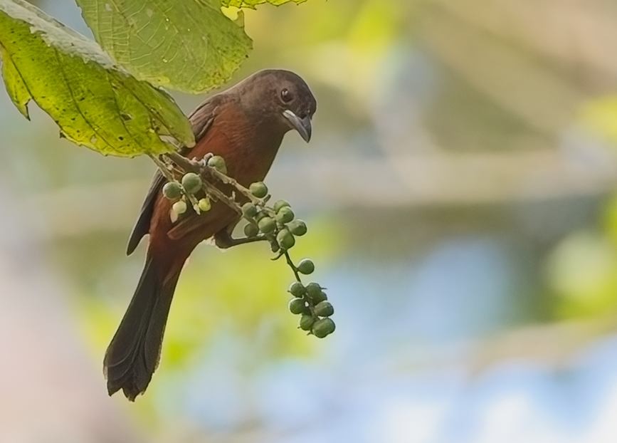 Brazilian Tanager - ML645910915