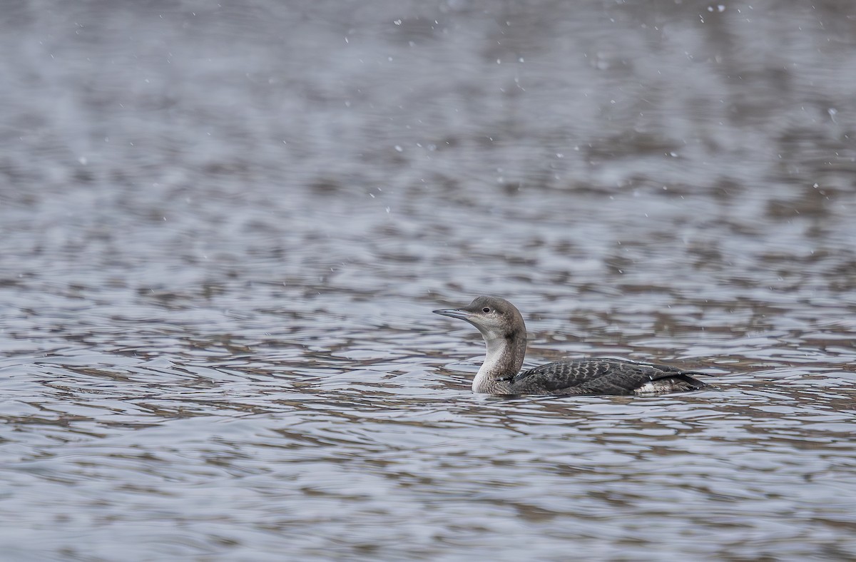 Arctic Loon - ML645910918