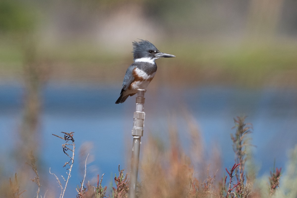 Belted Kingfisher - ML645910923