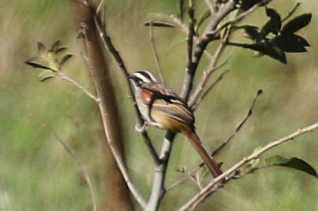 Stripe-headed Sparrow - ML645910924