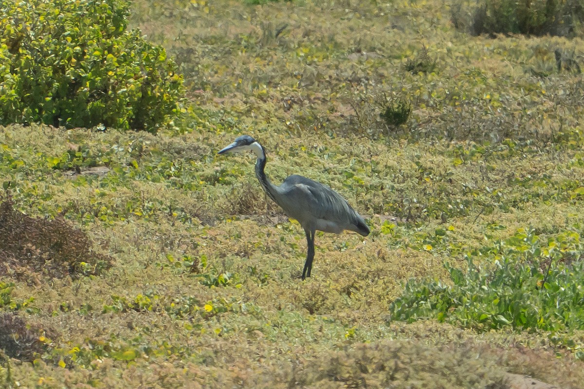 Héron mélanocéphale - ML645910946