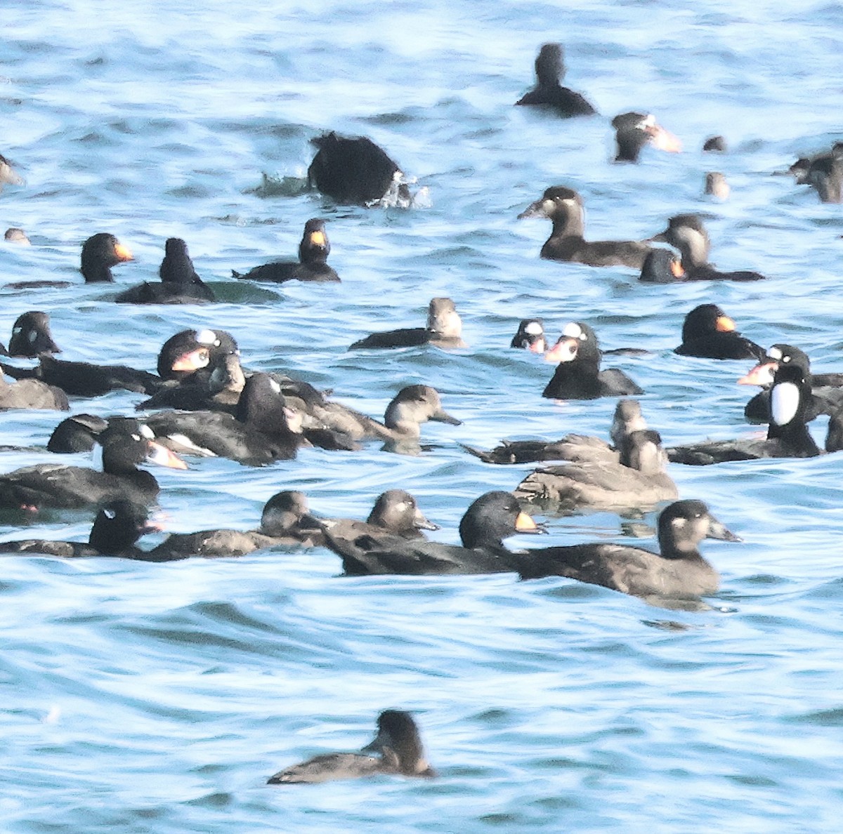 Surf Scoter - ML645910950