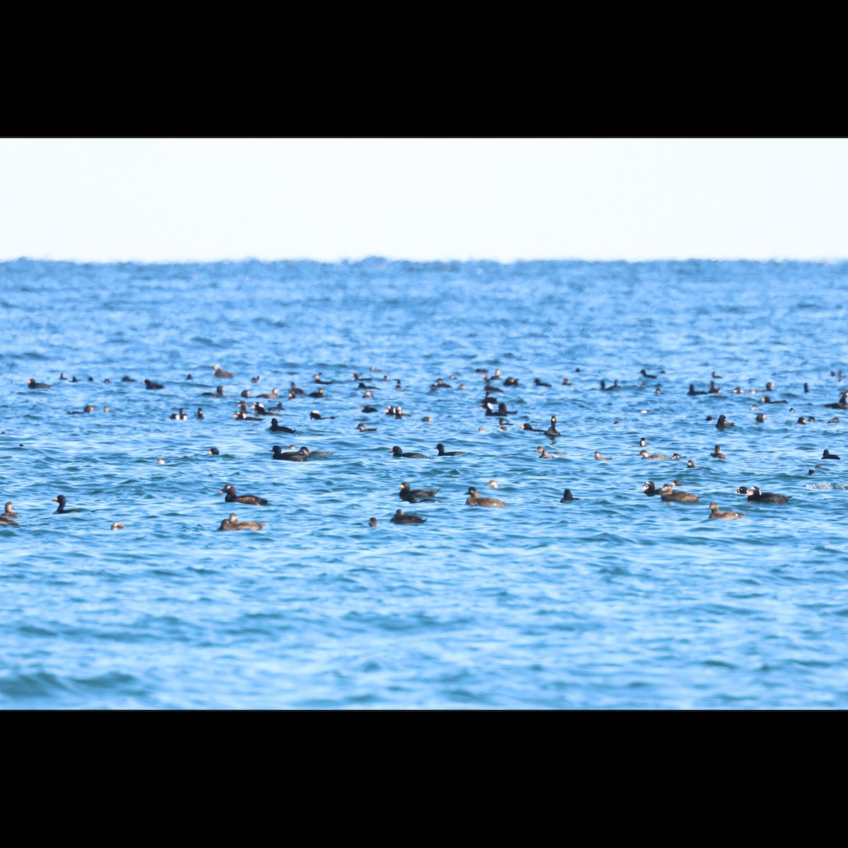 Surf Scoter - ML645910952