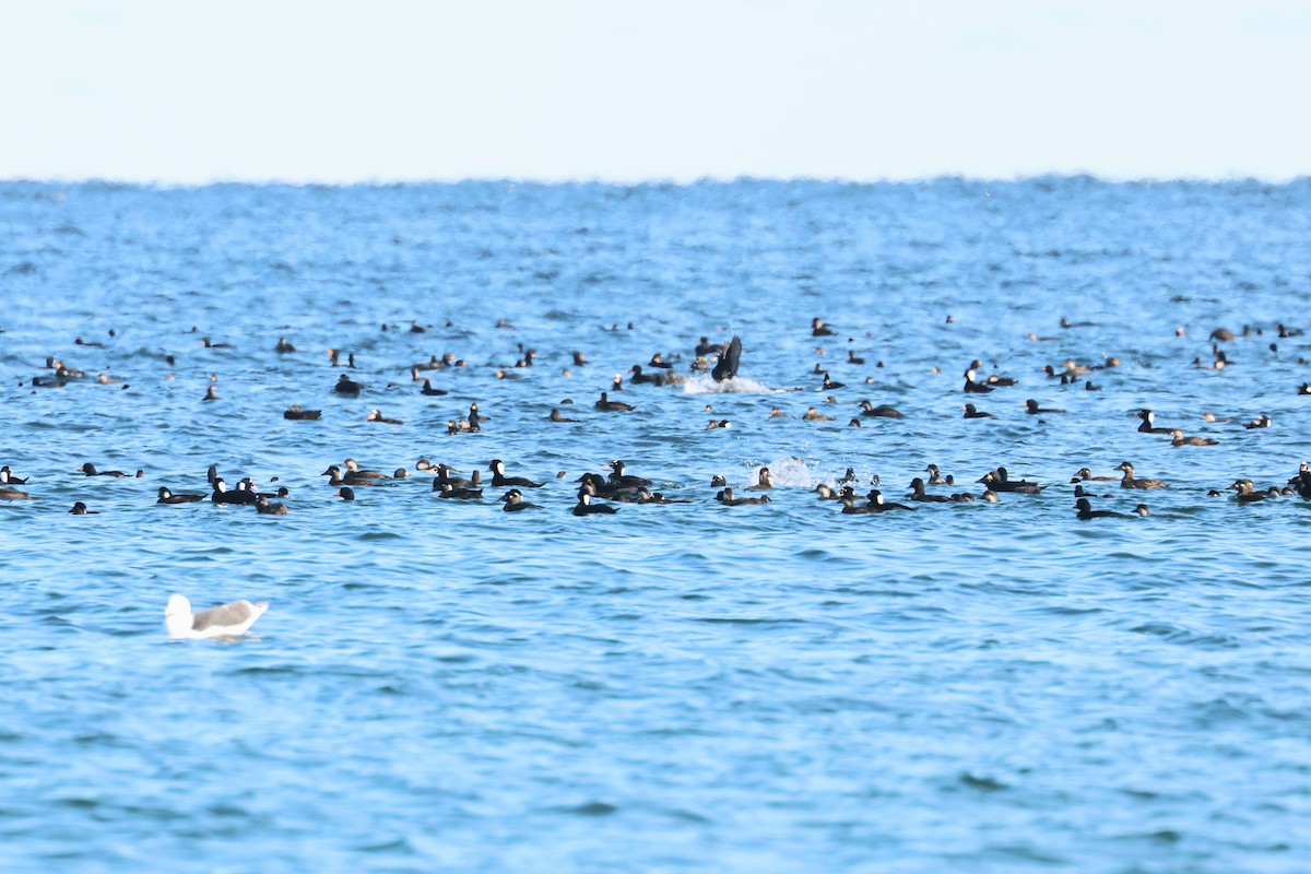 Surf Scoter - ML645910954