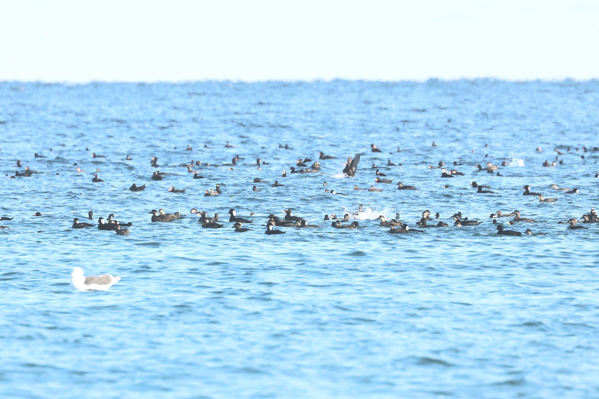 Surf Scoter - ML645910955