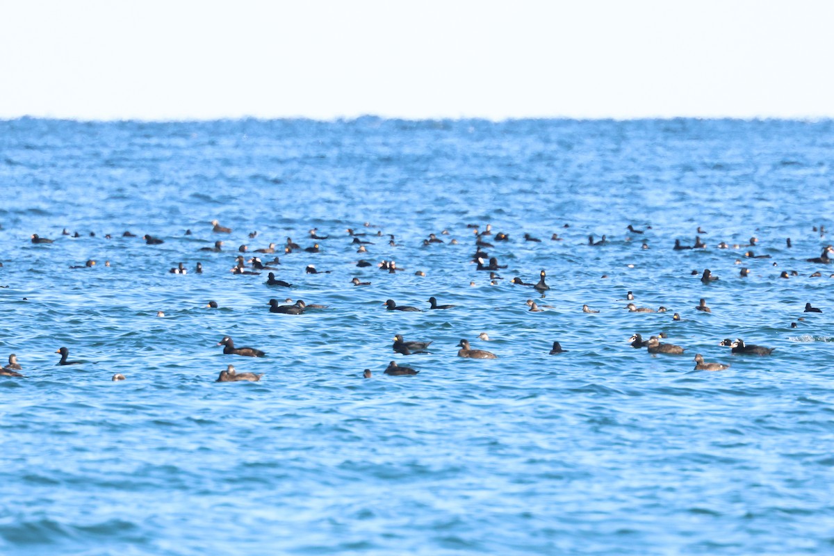 Surf Scoter - ML645910956