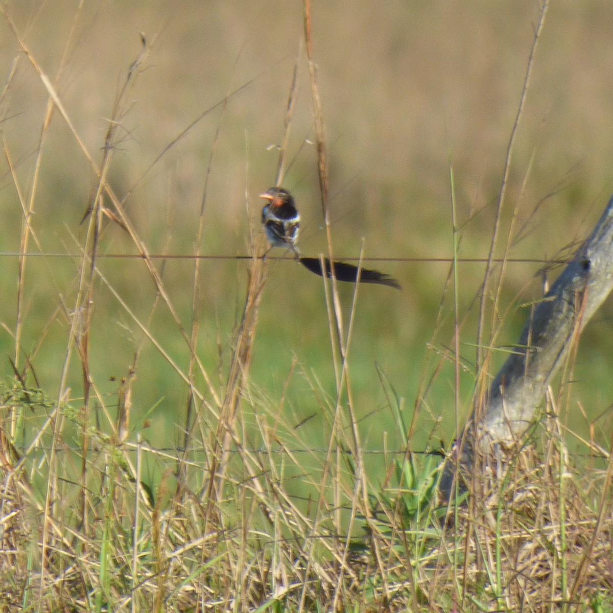 Strange-tailed Tyrant - ML645910960