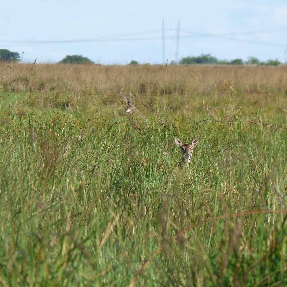 Strange-tailed Tyrant - ML645910961