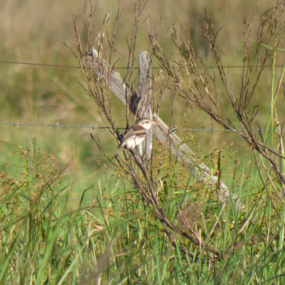Strange-tailed Tyrant - ML645910962