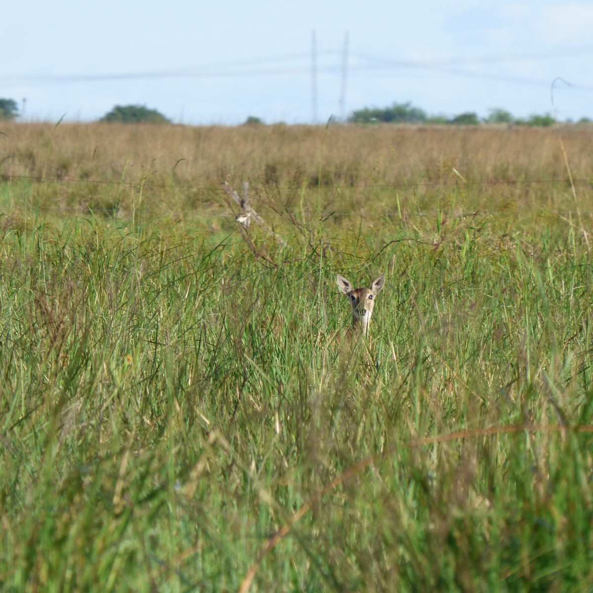 Strange-tailed Tyrant - ML645910963