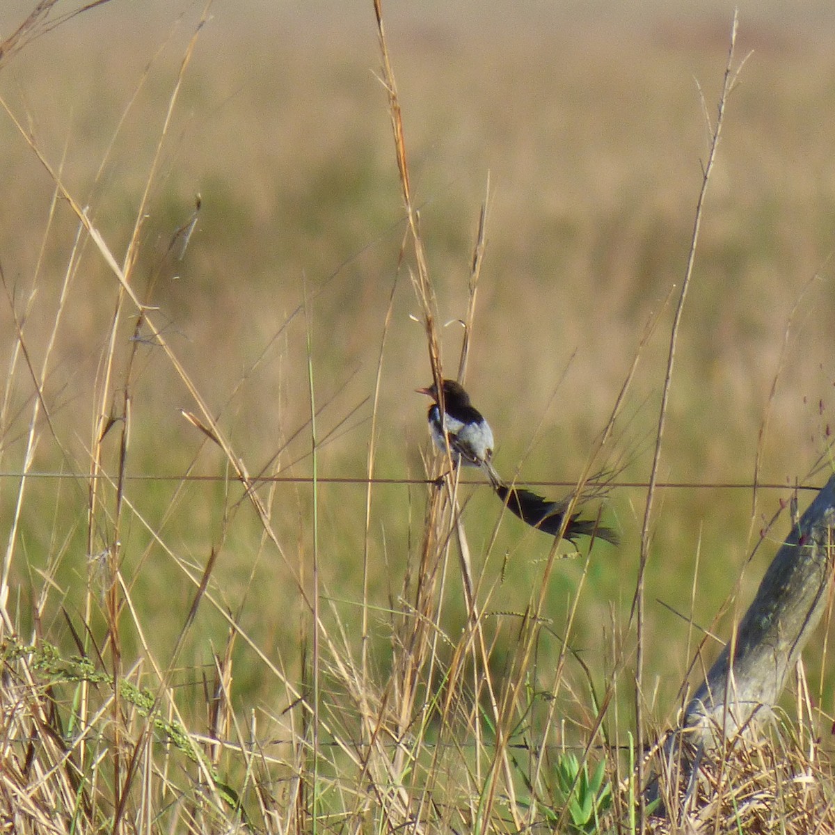 Strange-tailed Tyrant - ML645910964