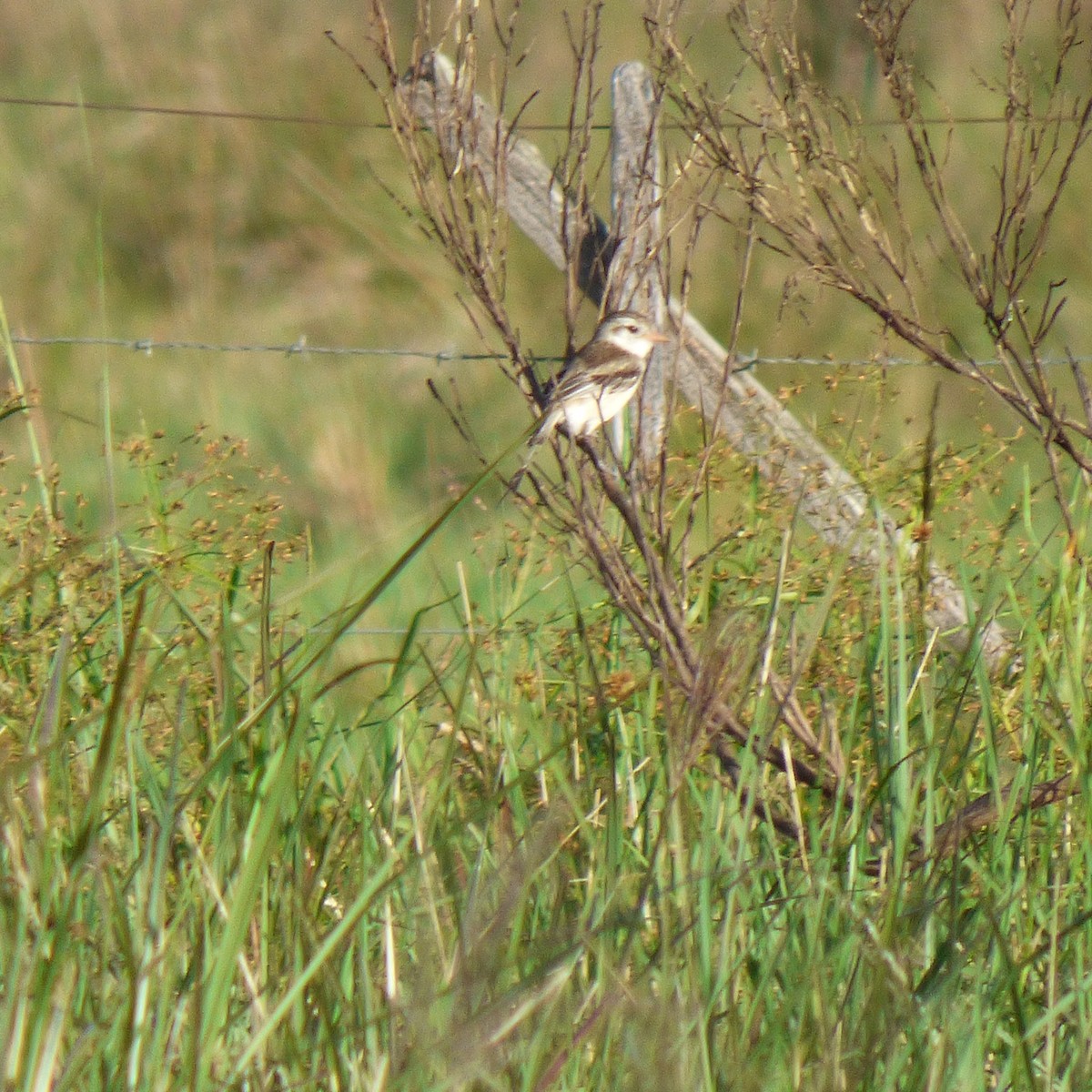 Strange-tailed Tyrant - ML645910965