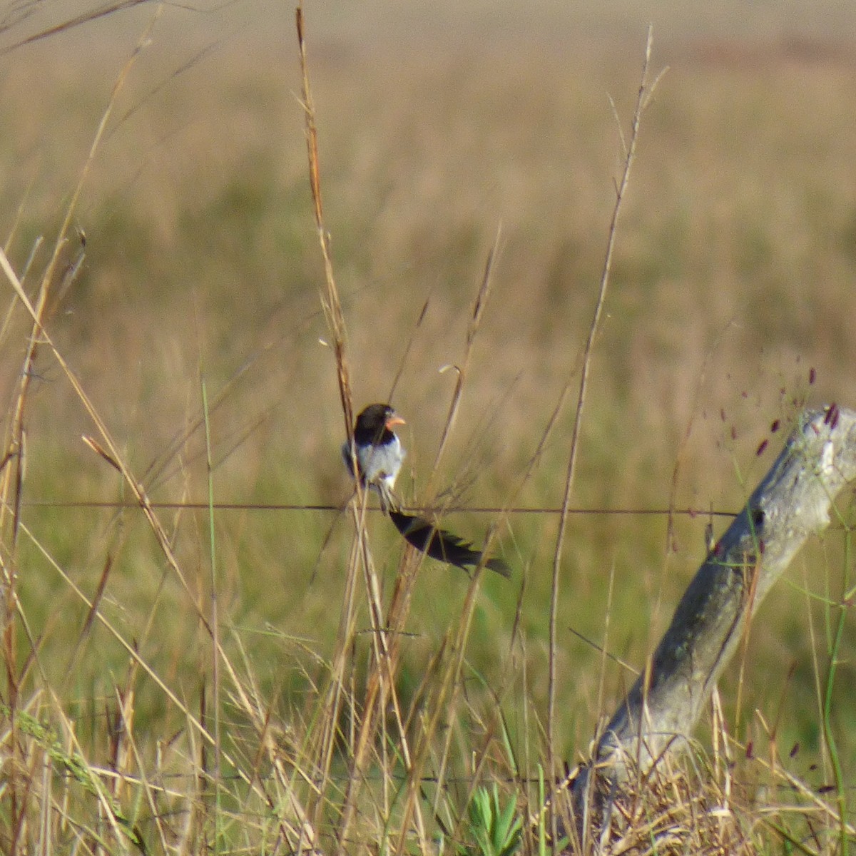 Strange-tailed Tyrant - ML645910966
