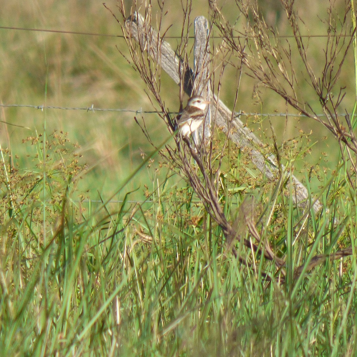 Strange-tailed Tyrant - ML645910968