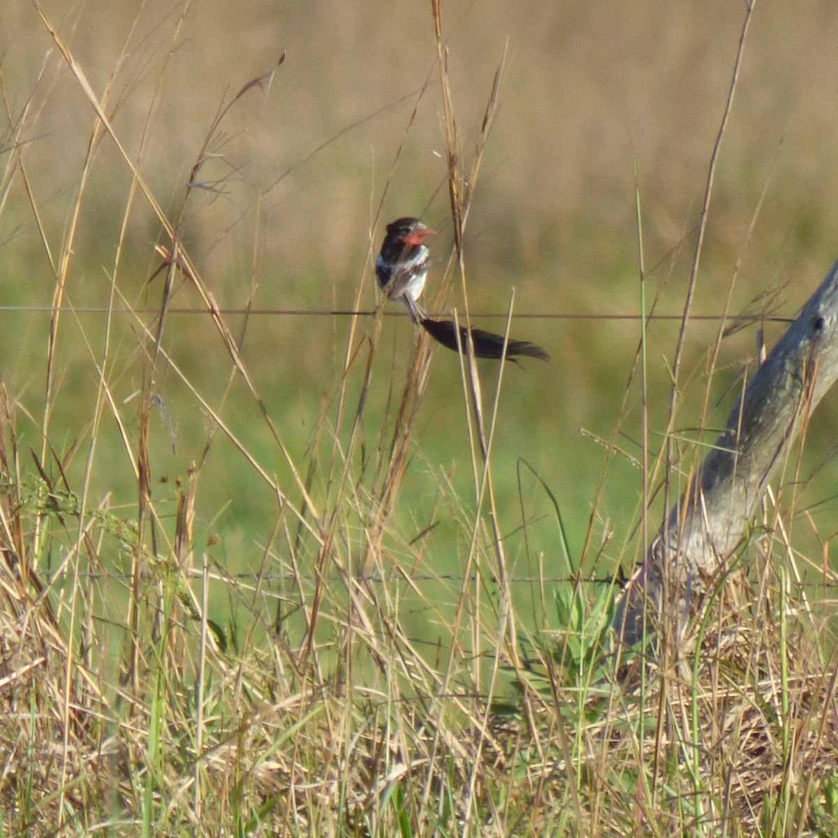 Strange-tailed Tyrant - ML645910969