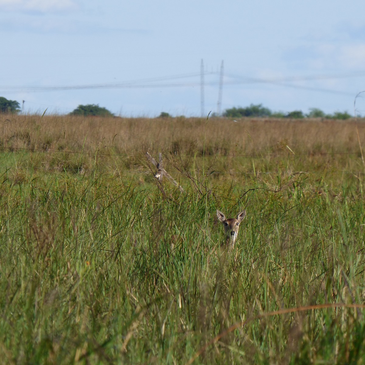 Strange-tailed Tyrant - ML645910970