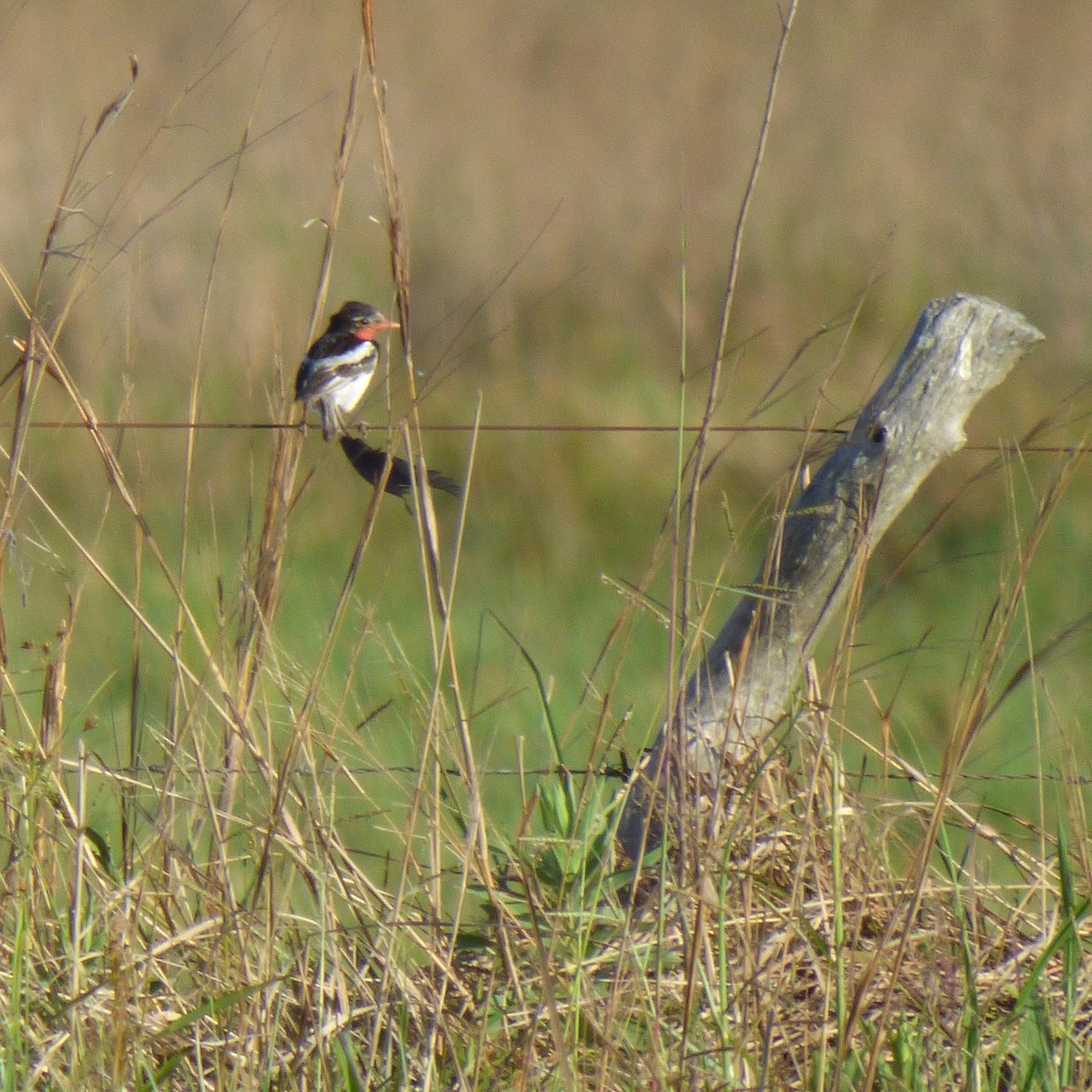 Strange-tailed Tyrant - ML645910971