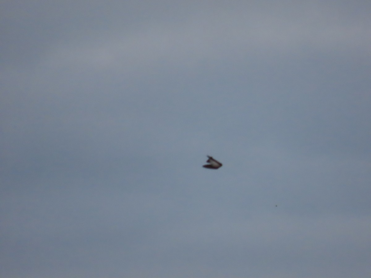 swallow sp. - ML645910972