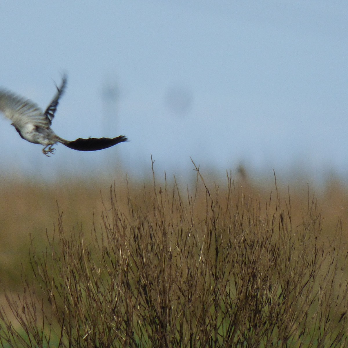 Strange-tailed Tyrant - ML645910977