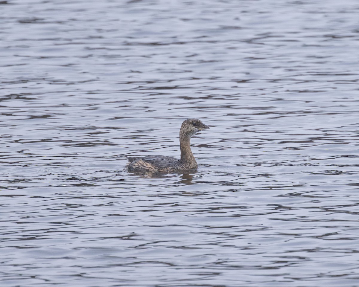 Pied-billed Grebe - ML645910981