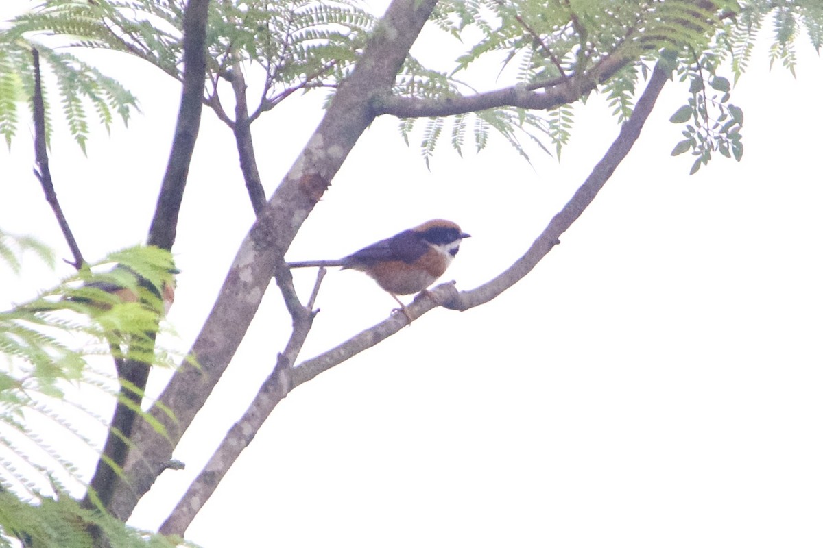 Black-throated Tit (Black-throated) - ML645910995