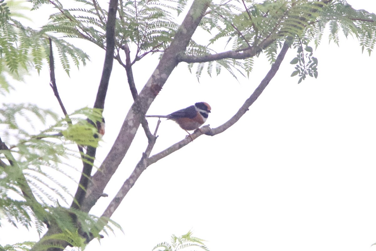 Black-throated Tit (Black-throated) - ML645910996