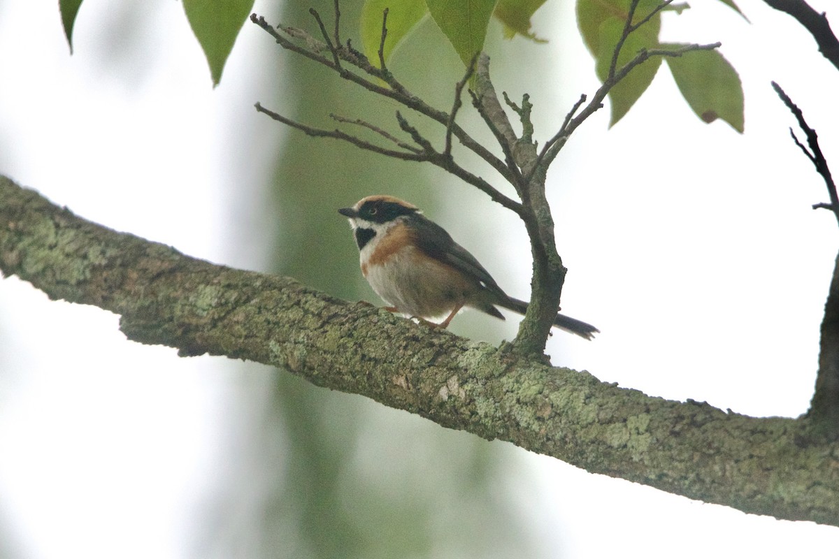 Black-throated Tit (Black-throated) - ML645910997
