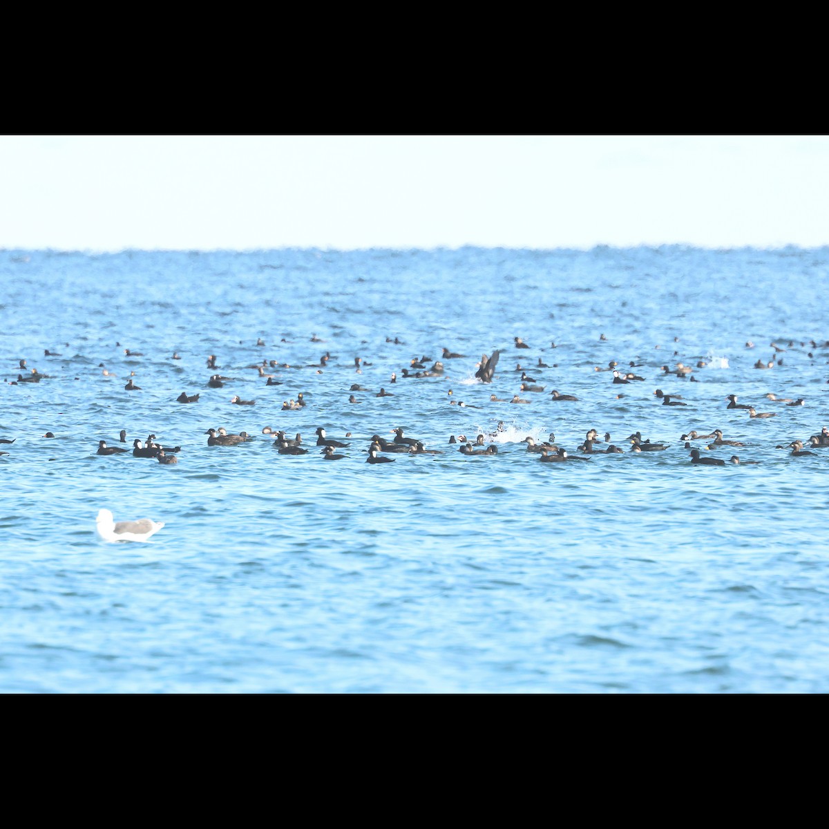 White-winged Scoter - ML645911004