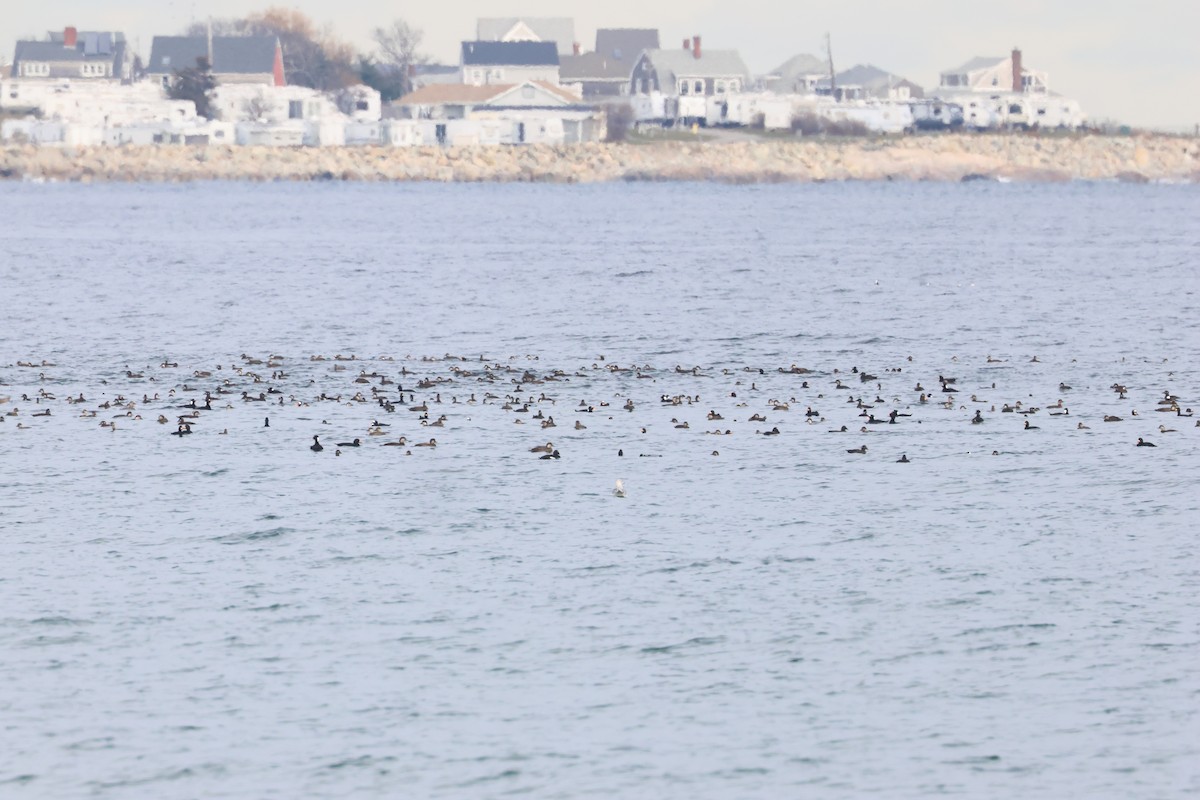 White-winged Scoter - ML645911006