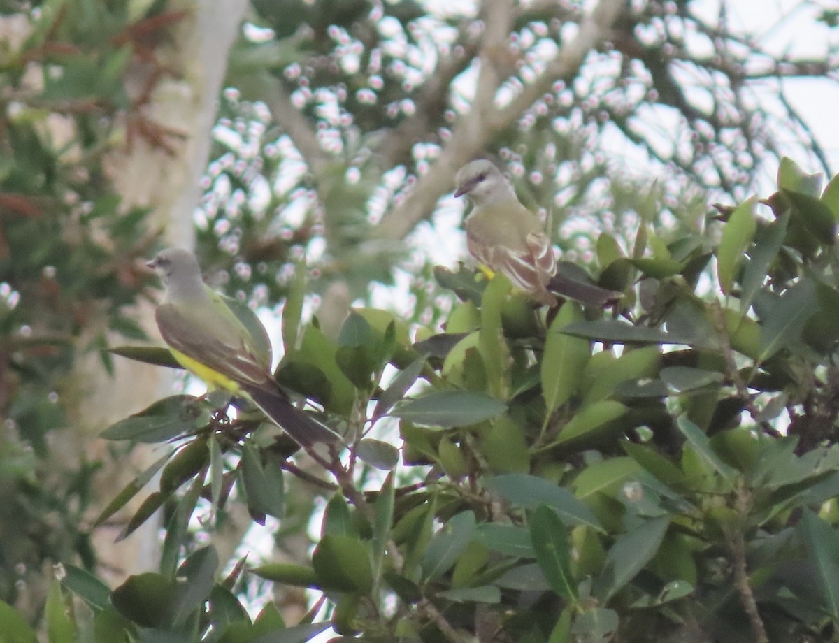 Western Kingbird - ML645911008