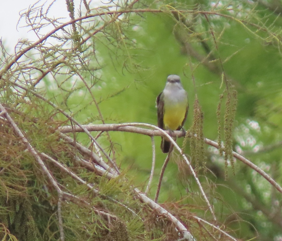 Western Kingbird - ML645911009