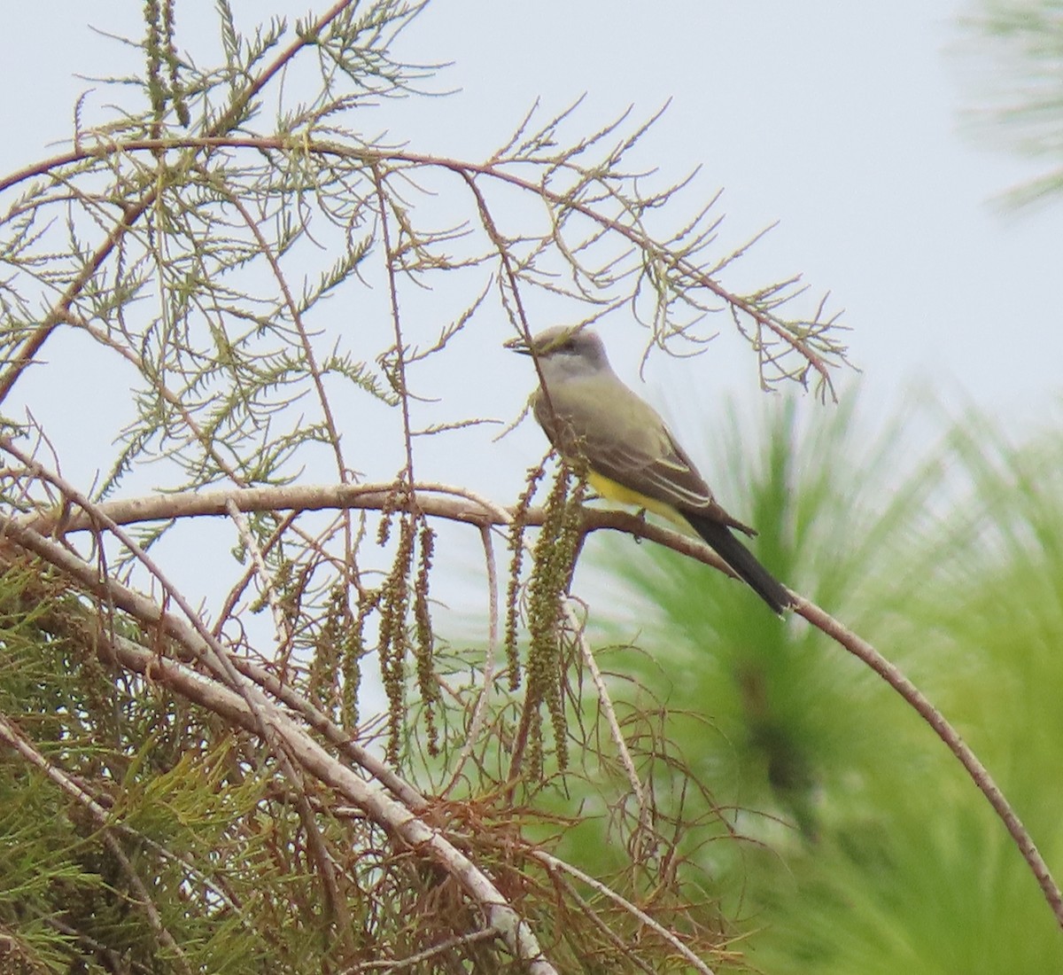 Western Kingbird - ML645911010