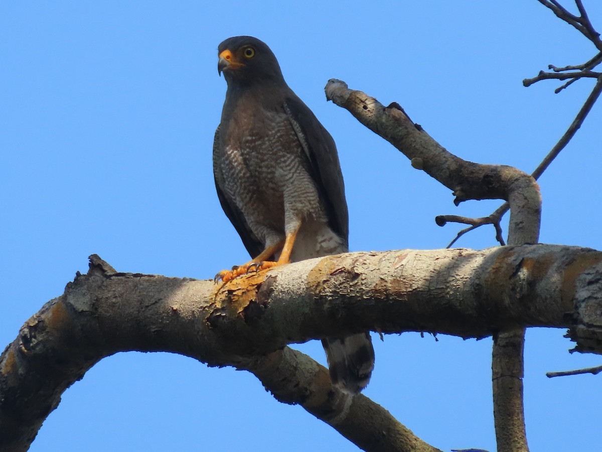 Roadside Hawk - ML645911025