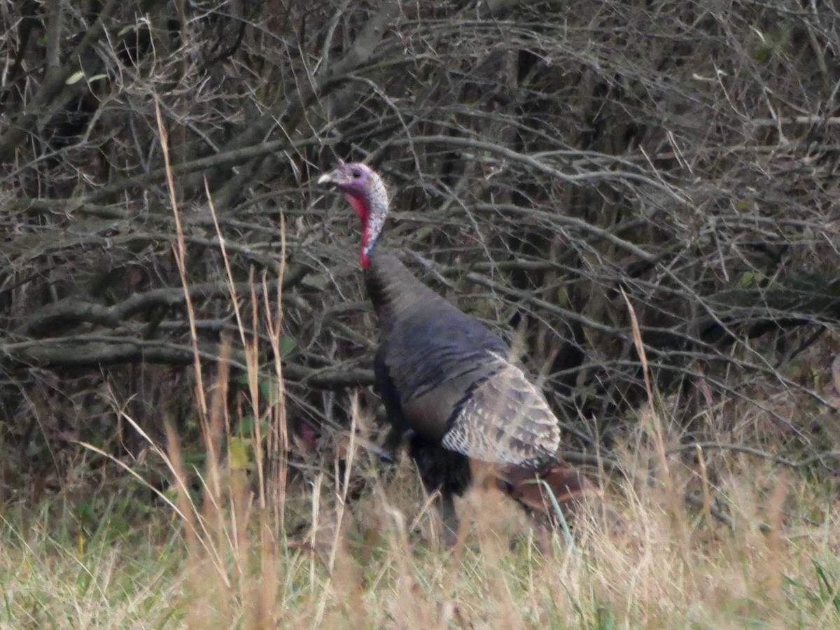 Wild Turkey - ML645911032