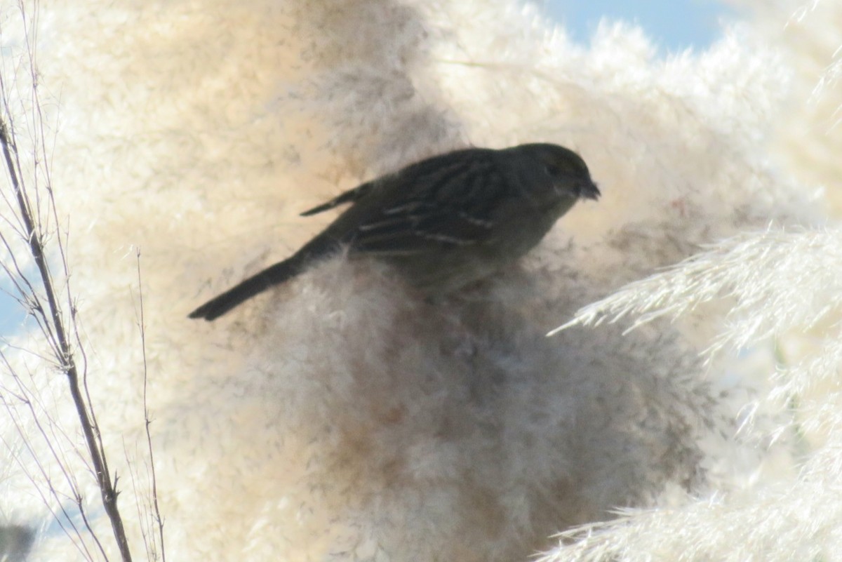 Golden-crowned Sparrow - ML645911034