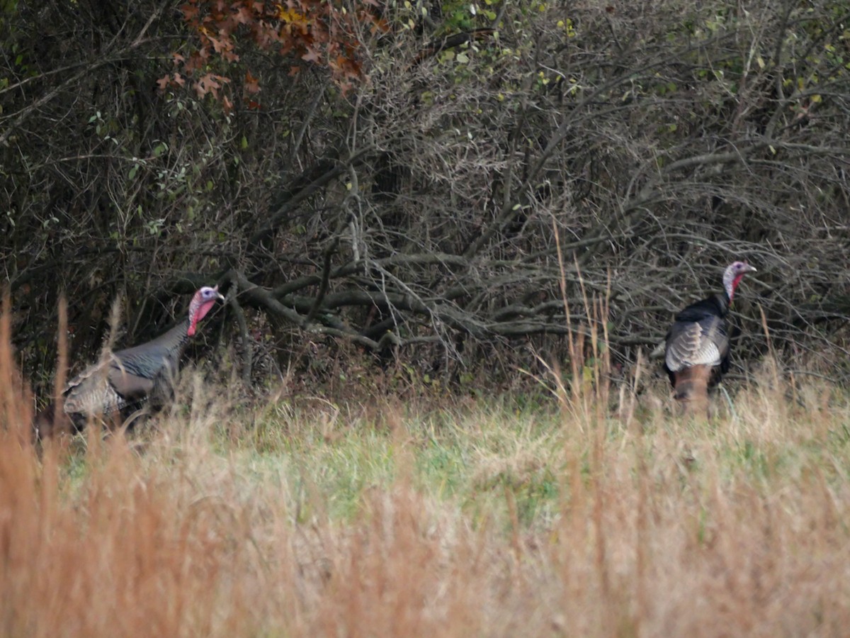 Wild Turkey - ML645911039