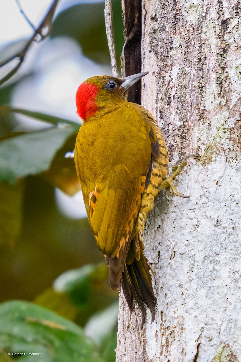Rufous-winged Woodpecker - ML645911040