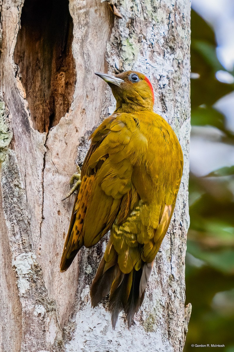 Rufous-winged Woodpecker - ML645911041