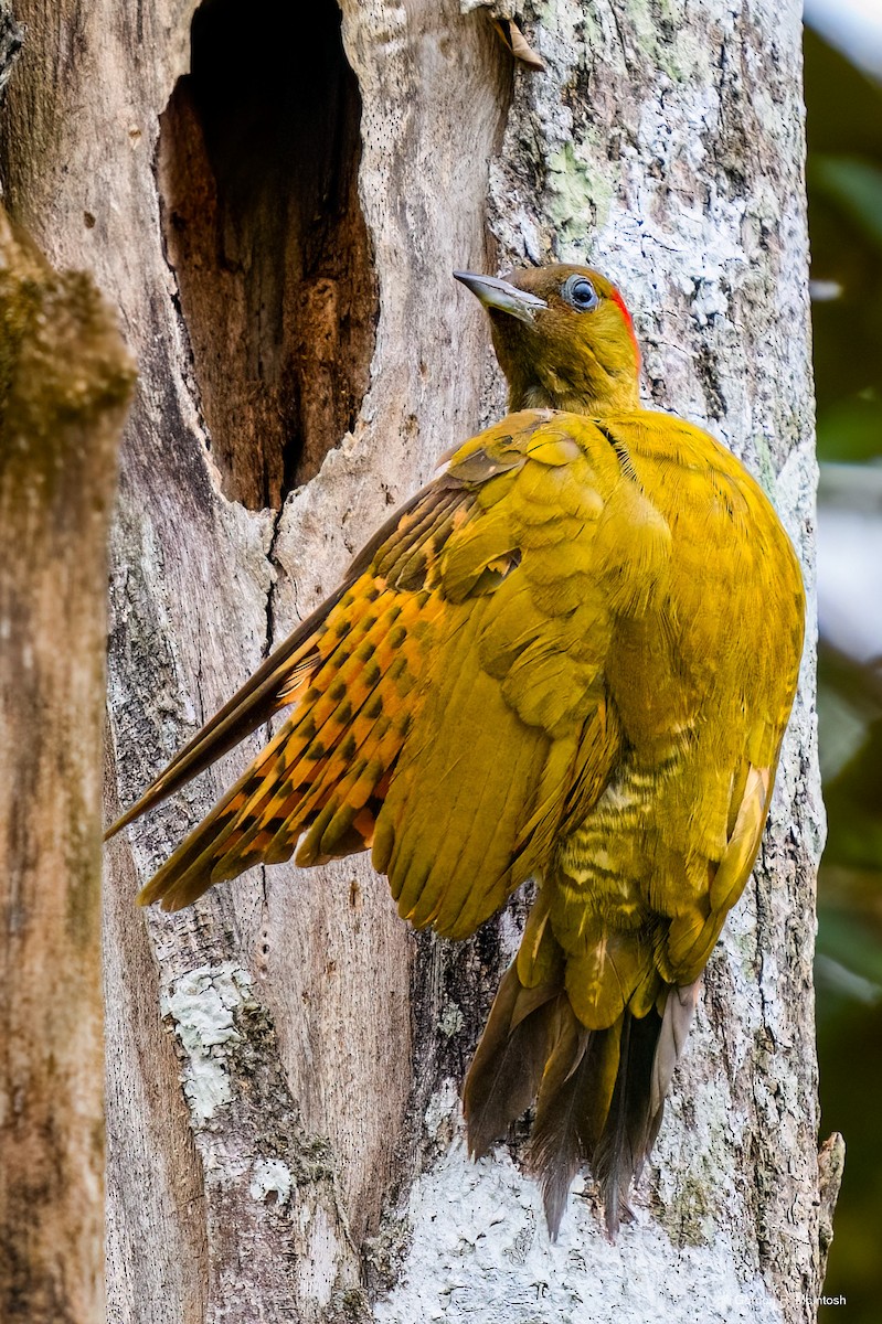 Rufous-winged Woodpecker - ML645911042
