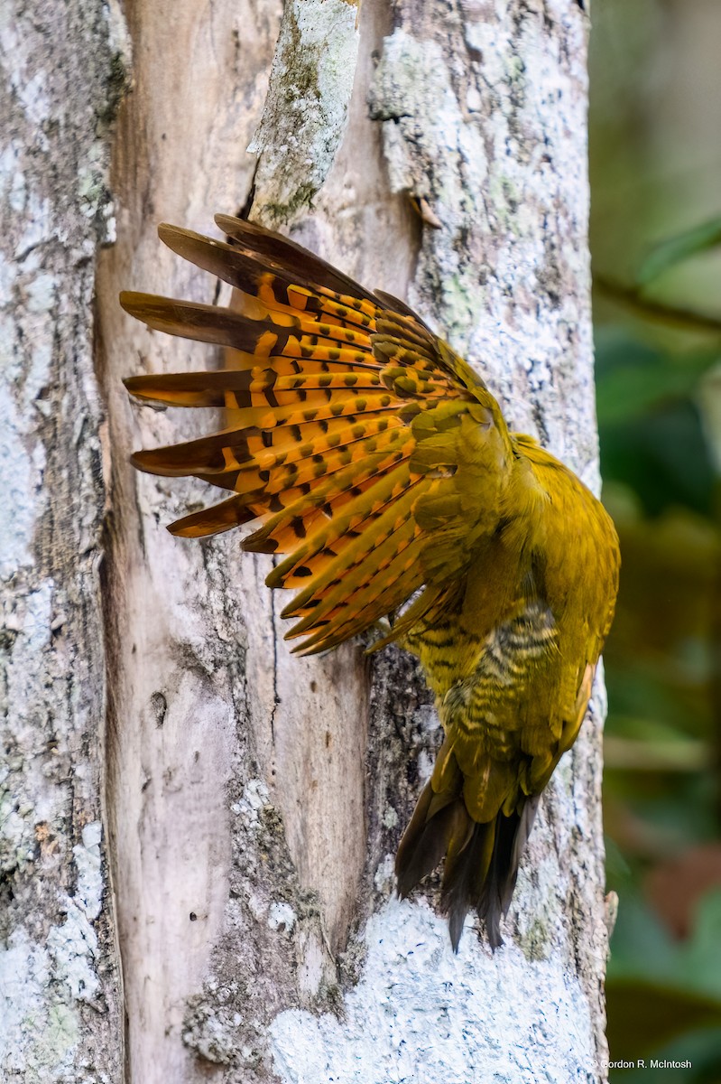 Rufous-winged Woodpecker - ML645911043
