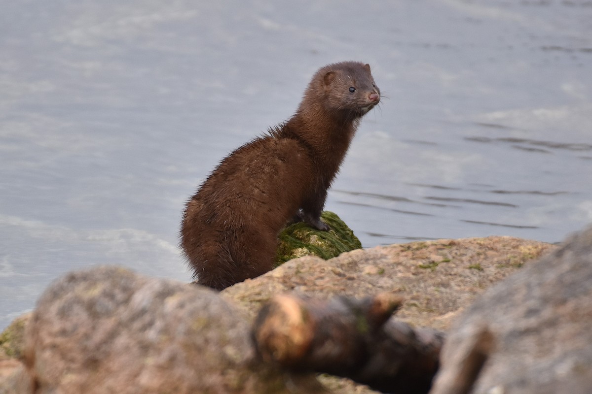 American Mink - ML645911053