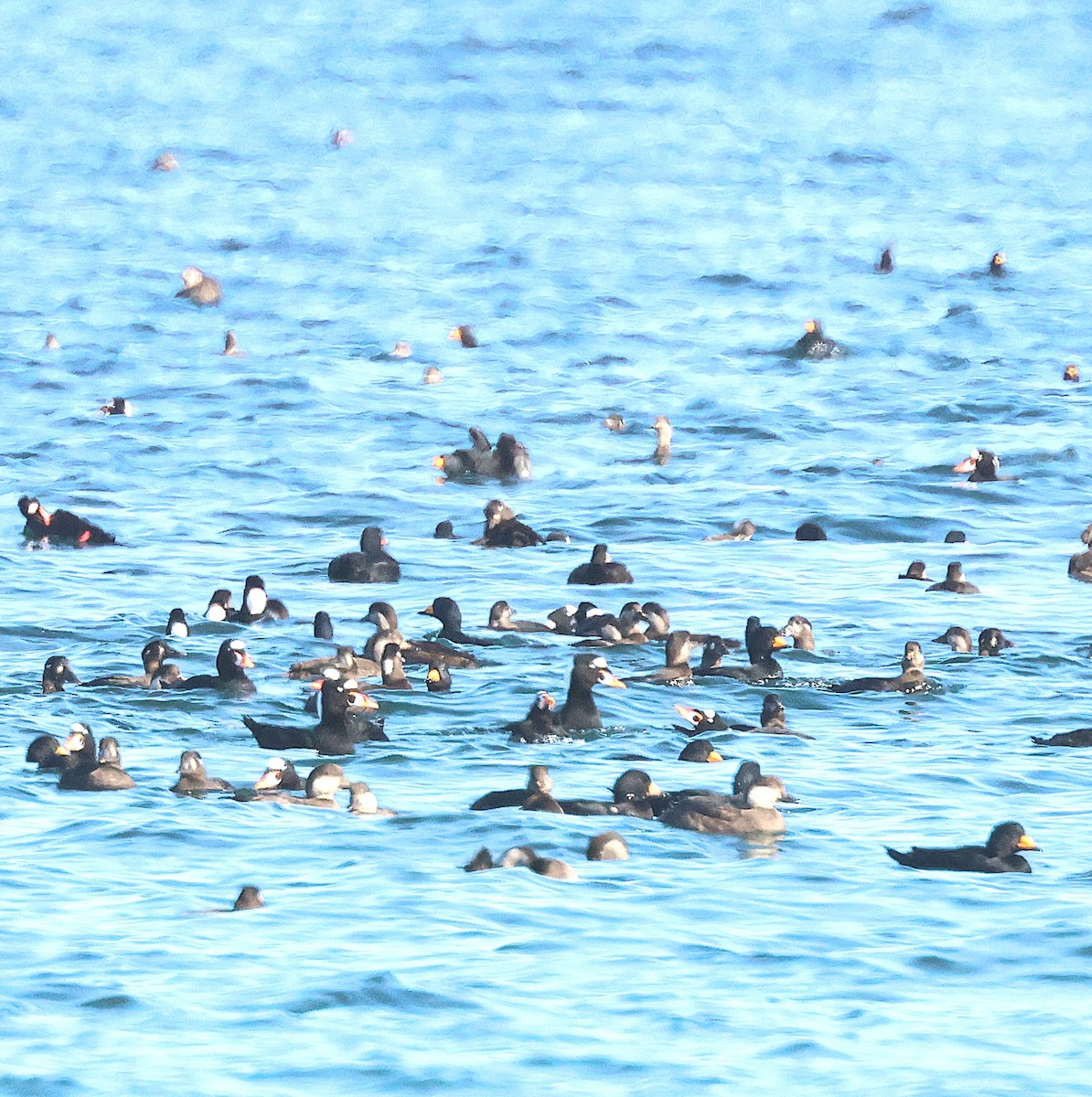 Black Scoter - ML645911060