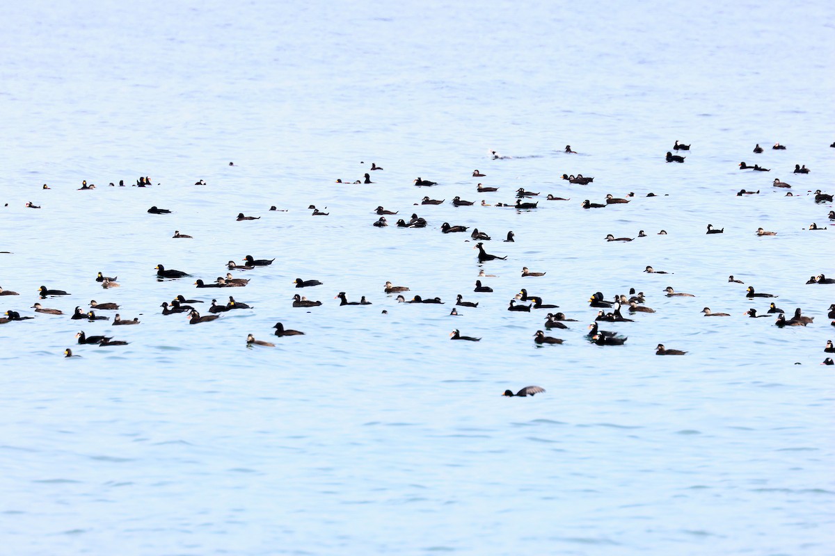 Black Scoter - ML645911063