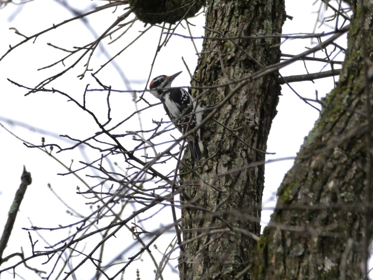 Hairy Woodpecker - ML645911066